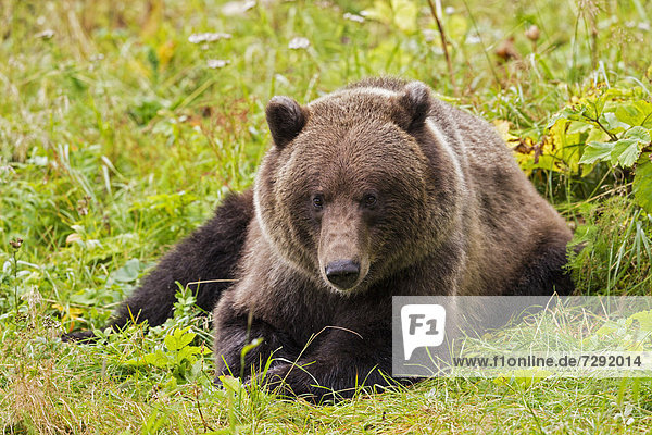 USA  Alsaka  Brown bear on meadow near Chilkoot Lake