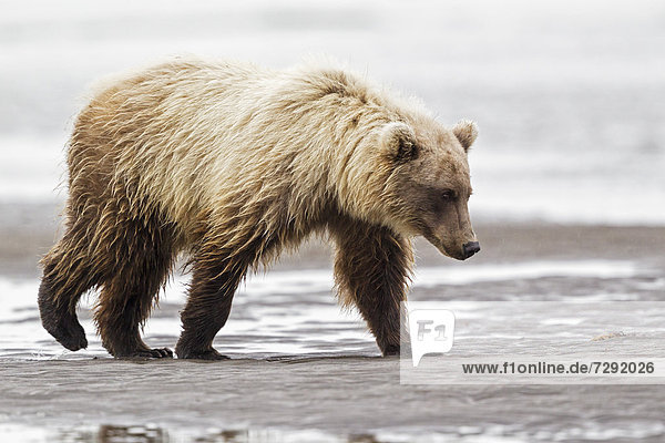 USA  Alaska  Brown bear in Silver salmon creek at Lake Clark National Park and Preserve