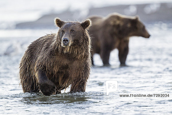 USA,  Alaska,  Brown bear in Silver Salmon Creek at Lake Clark National Park and Preserve