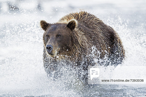 USA  Alaska  Brown bear is trying to catch salmon in Silver salmon creek at Lake Clark National Park and Preserve