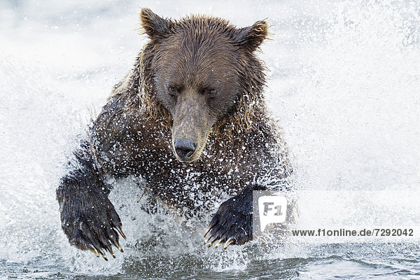 USA,  Alaska,  Brown bear is trying to catch salmon in Silver salmon creek at Lake Clark National Park and Preserve