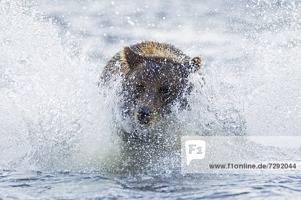 USA,  Alaska,  Brown bear is trying to catch salmon in Silver salmon creek at Lake Clark National Park and Preserve