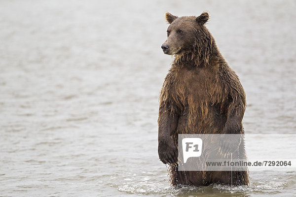 USA,  Alaska,  Brown bear in Silver salmon creek at Lake Clark National Park and Preserve