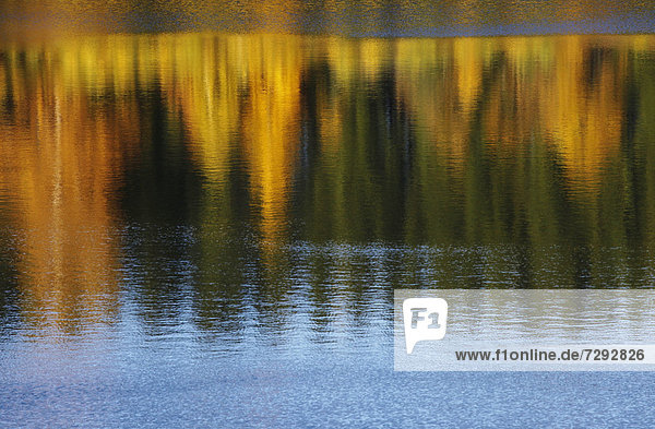 Germany  Saxony  Reflection of autumn trees in water