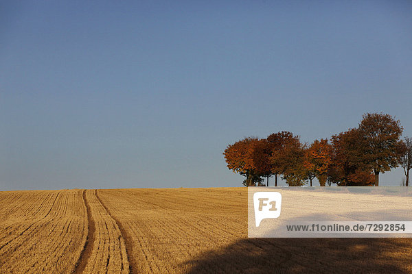 Germany  Saxony  View of agricultural field in autumn