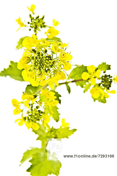 Close up of rapeseed against wihte background