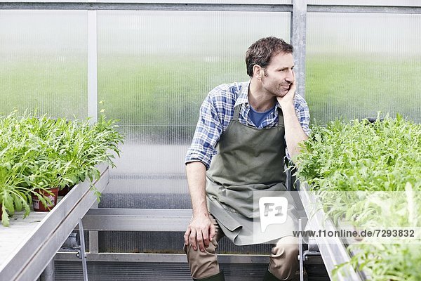 Mature man in greenhouse between rocket plant