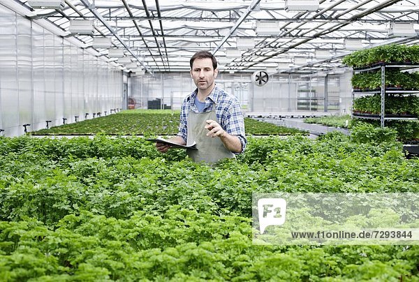 Mature man in greenhouse between parlsey plants with clip board