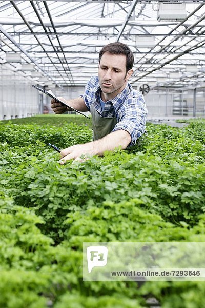 Mature man examining parsley plants in greenhouse
