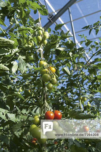 Deutschland  Bayern  Tomatenanbau auf Tomatenpflanze
