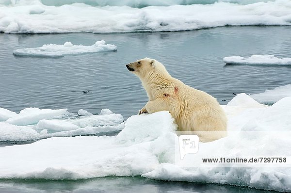 Eisbär  Ursus maritimus  Eis  Norwegen  Eisscholle  Svalbard
