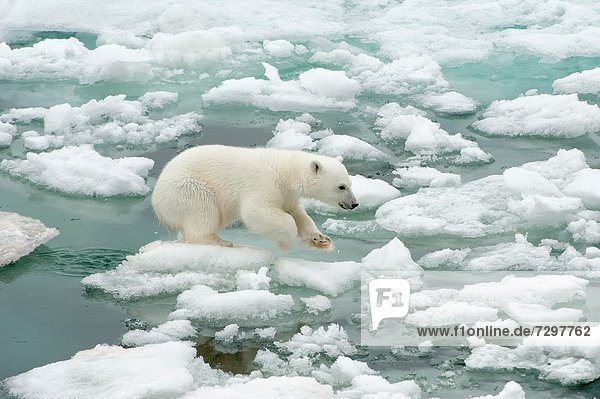 Eisbär  Ursus maritimus  Eis  springen  Norwegen  Eisscholle  Svalbard  junges Raubtier  junge Raubtiere