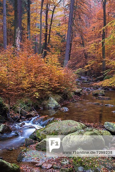 Europa Wald Herbst Deutschland