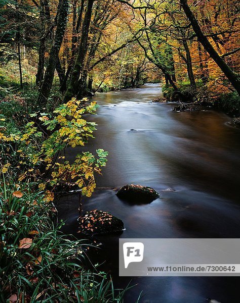 Farbaufnahme Farbe Fluss Herbst Devon England