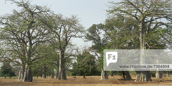 Afrikanische Landschaft  Affenbrotbäume  Gambia