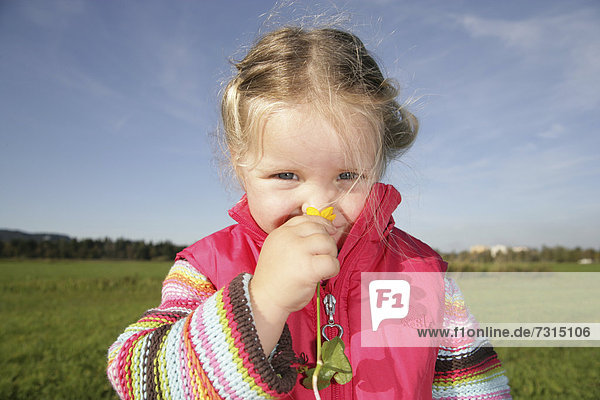 Dreijähriges Mädchen riecht an einer Blume