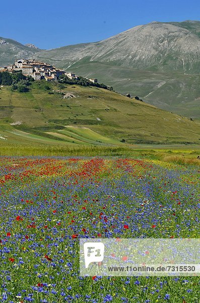 Italy  Umbria  Parco Nazionale dei monti sibillini  flowering at Piano Grande  near Castelluccio di Norcia                                                                                          