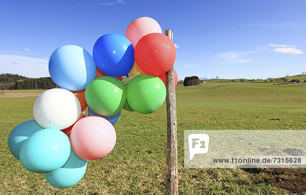 Many colourful balloons in a green landscape  Allgaeu  Germany  Europe