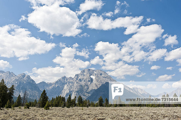 Landschaft aus Wüsten-Beifuß (Artemisia tridentata)  Wald und Berg Mount Moran  Grand-Teton-Nationalpark  Teton Range  Rocky Mountains  Wyoming  Westen der USA  Vereinigte Staten von Amerika  Nordamerika