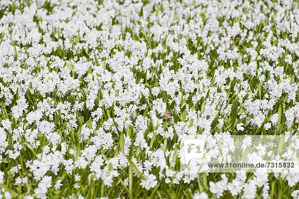 Blumenwiese mit weißen Blüten  Schweden  Europa