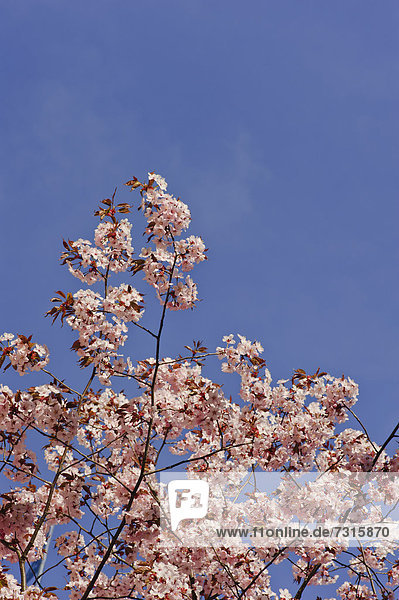 Baum mit Blüten im Frühling  Schweden  Europa