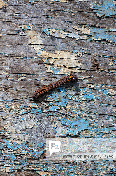 Rusty screw on an old wooden board with remains of blue paint