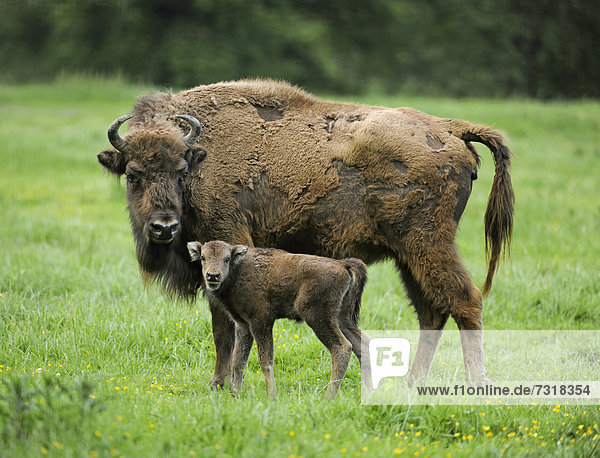 Wisent  Europäischer Bison (Bison bonasus)  Wisentkuh und Kalb  staatliches Wildgehege  Deutschland  Europa
