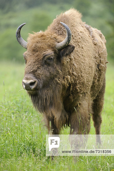 Wisent  Europäischer Bison (Bison bonasus)  staatliches Wildgehege  Deutschland  Europa