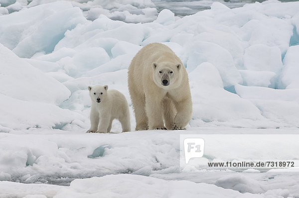 Eis- oder Polarbär (Ursus maritimus)  Weibchen mit Jungtier  Svalbard-Archipel  Spitzbergen  Barentssee  Norwegen  Arktis