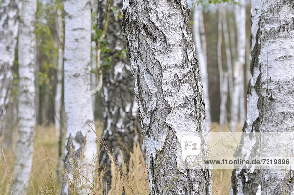 birke - Agentur imageBROKER, insgesamt 642 Bilder, Seite 3 bei ...