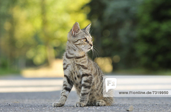 Young domestic cat  Uhyst  Saxony  Germany  Europe