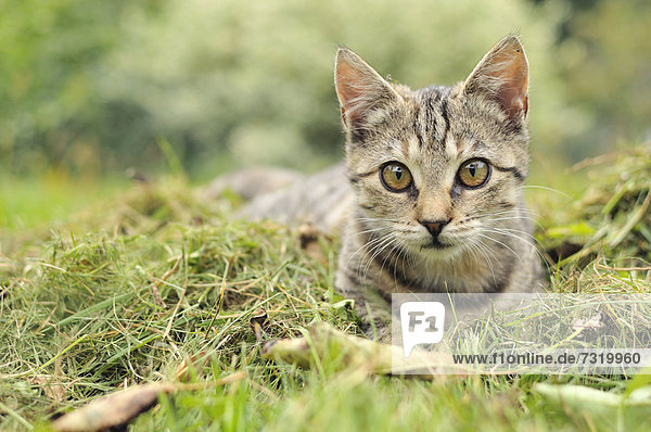 Young domestic cat  Uhyst  Saxony  Germany  Europe
