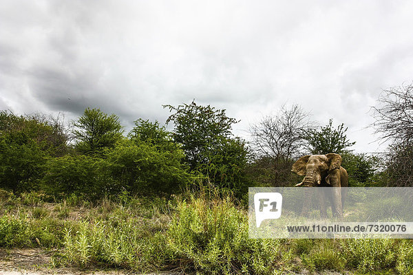 Afrikanischer Elefantenbulle (Loxodonta africana)  Etosha-Nationalpark  Namibia  Afrika