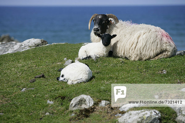 Schafe (Ovis aries)  Insel Islay  Innere Hebriden  Schottland  Großbritannien  Europa