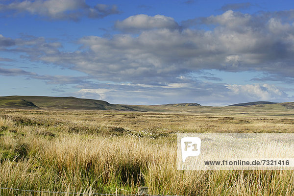 Grassy landscape  Islay Island  Inner Hebrides  Scotland  UK  Europe