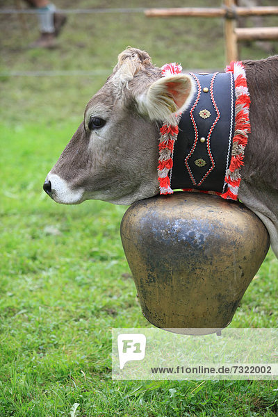 Cow with a huge bell during Viehscheid  separating the cattle after their return from the Alps  Thalkirchdorf  Oberstaufen  Bavaria  Germany  Europe