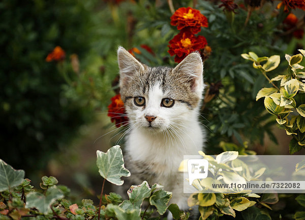 Katzenwelpe sitzt im Blumenbeet