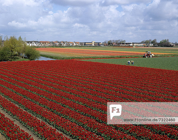 Landwirtschaft  Tulpe  Niederlande  Plantage