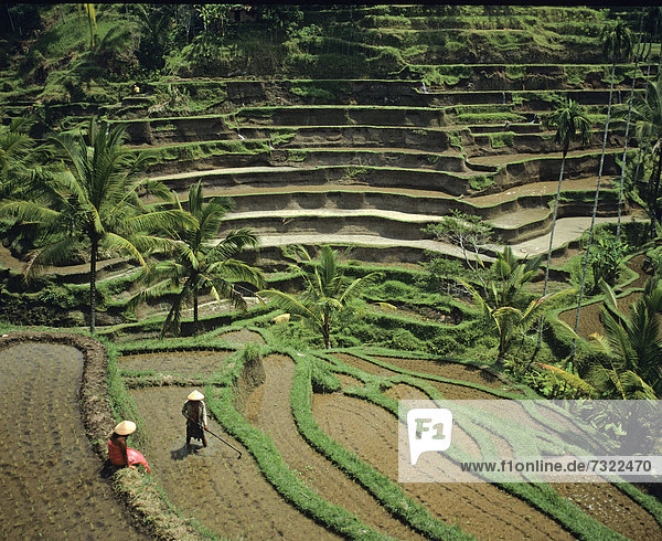 Reis  Reiskorn  Fürsorglichkeit  Veranda  Landwirtin  Indonesien  Ubud