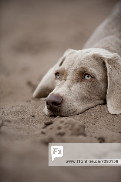 Weimaraner Junghund liegt im Sand  Portrait