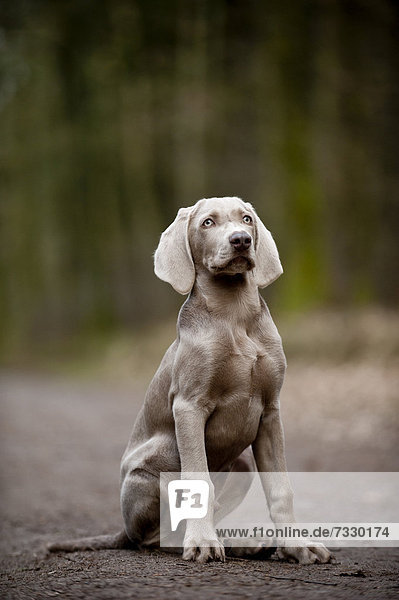 Weimaraner Junghund sitzt auf einem Weg im Wald
