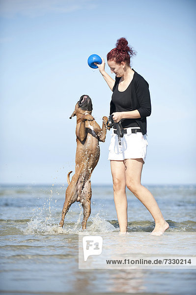 Woman playing with a boxer in the water  Baltic Sea  Mecklenburg-Western Pomerania  Germany  Europe