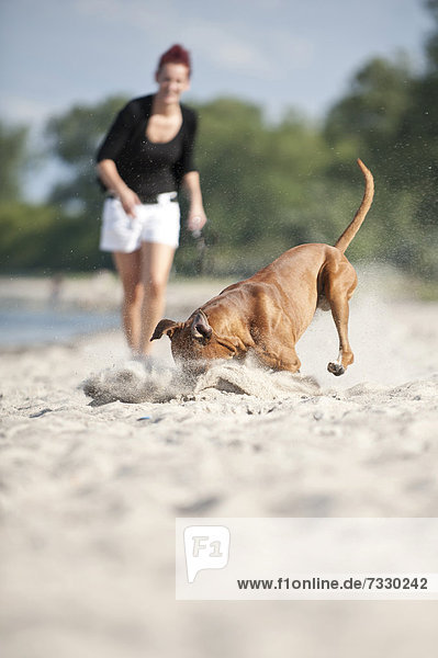 Boxer spielt mit einem Ball am Strand  Hundebesitzerin schaut zu  Ostsee  Mecklenburg-Vorpommern  Deutschland  Europa