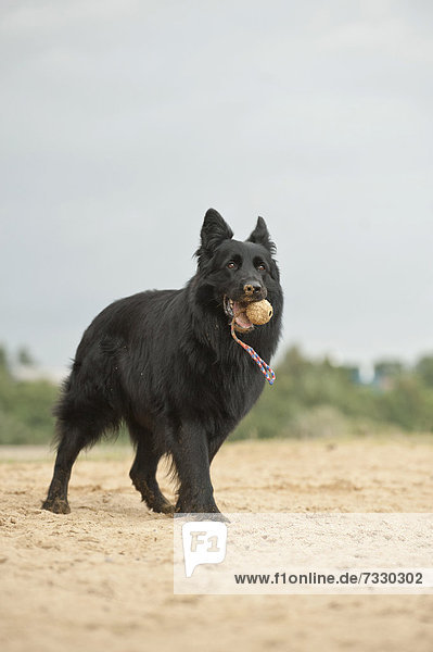 German Shepherd fetching a ball