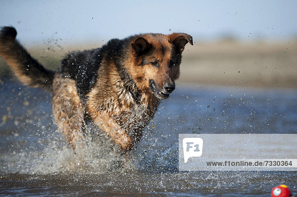 Deutscher Schäferhund spielt im Wasser mit einem Ball