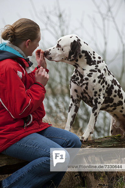 Frau füttert Dalmatiner aus der Hand