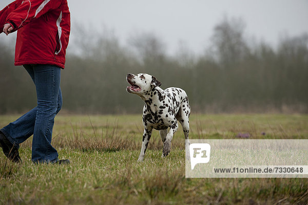 Woman playing with a Dalmatian in a meadow