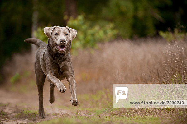 Labrador Retriever läuft Weg entlang