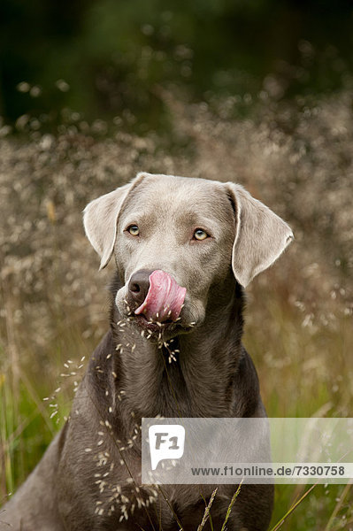 Portrait Labrador Retriever