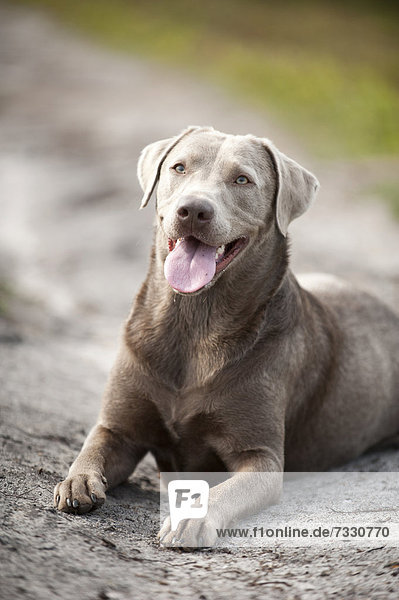 Liegender Labrador Retriever